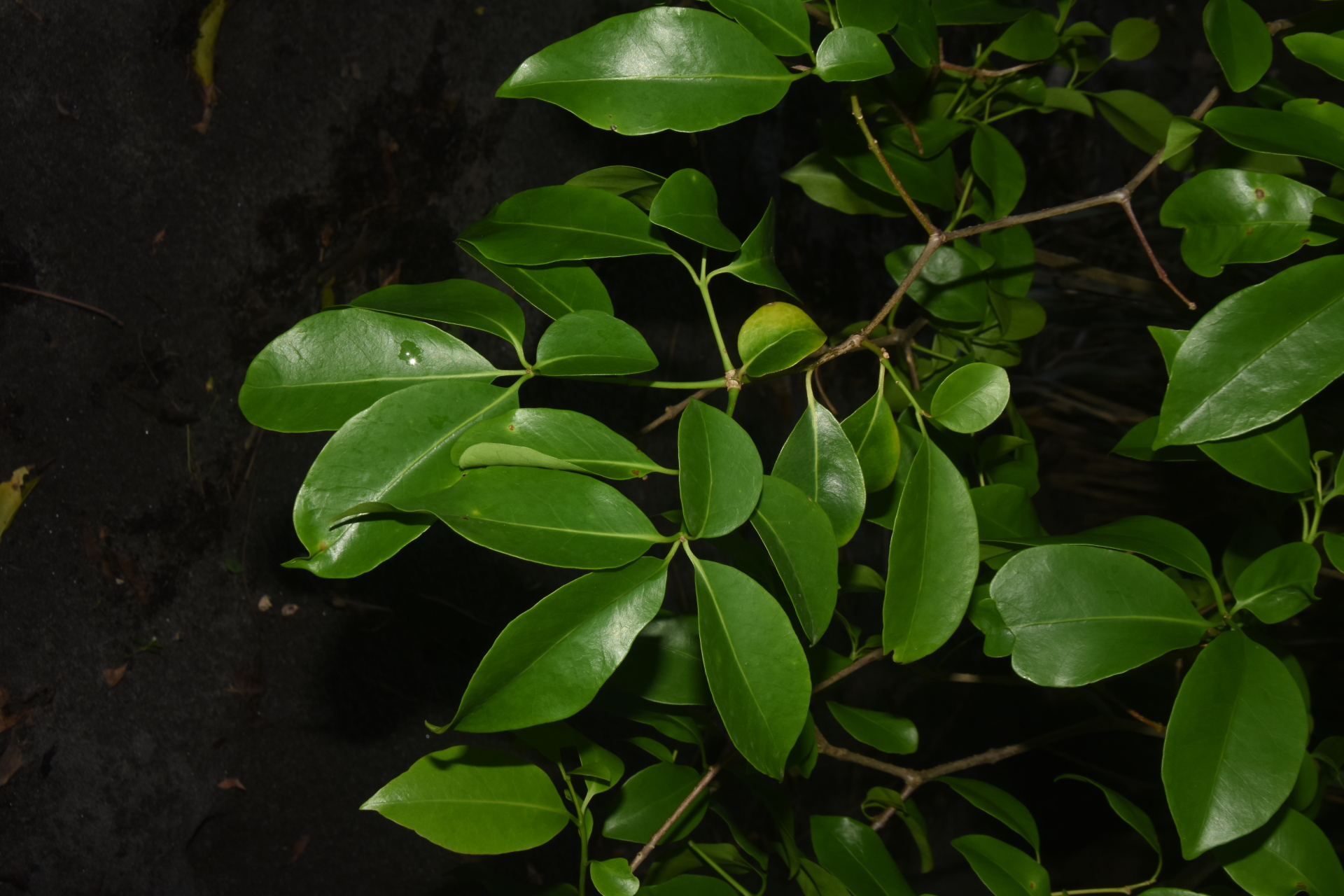 Guapira fragrans (Dum.Cours.) Little - Photo Bivouac Naturaliste